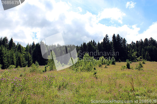 Image of field with grass and forest on the background
