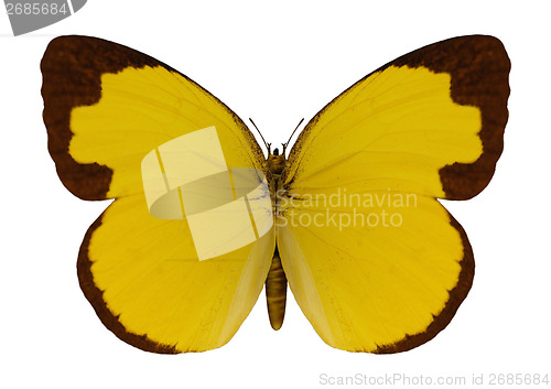 Image of Chocolate Grass Yellow Butterfly