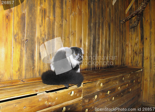 Image of Ruffed lemur