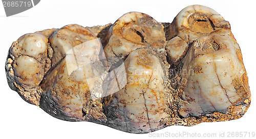 Image of Mammoth teeth