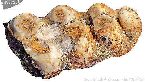 Image of Mammoth teeth