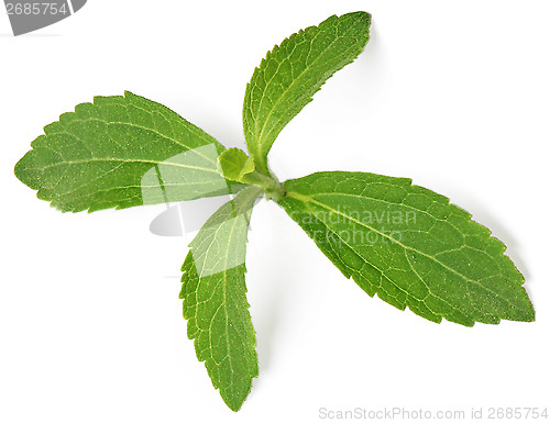 Image of Stevia rebaudiana