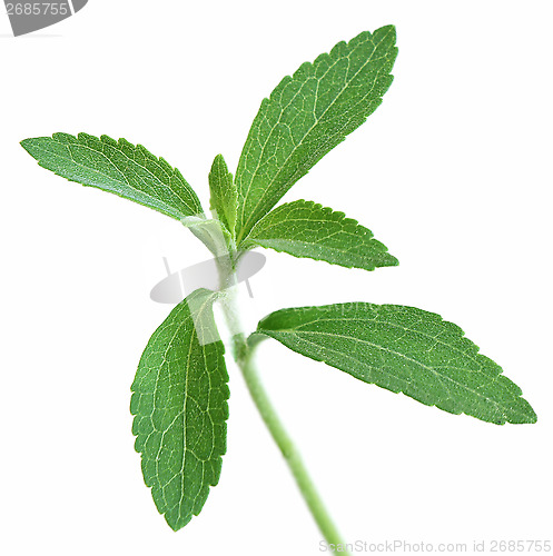 Image of Stevia