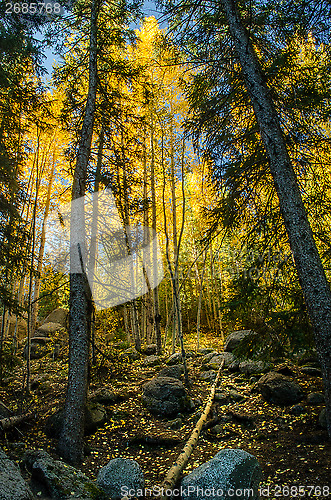 Image of Aspen Forest