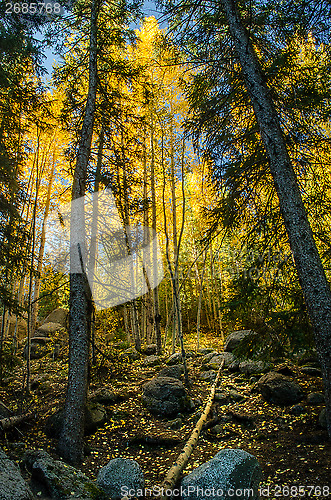 Image of Aspen Forest