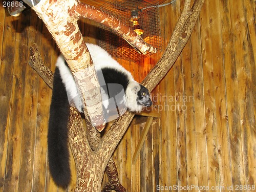 Image of Ruffed lemur