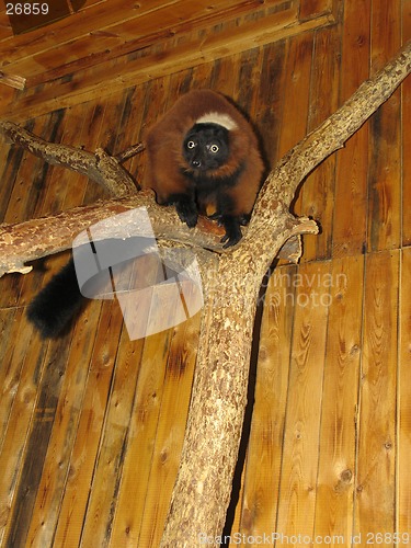 Image of Red lemur