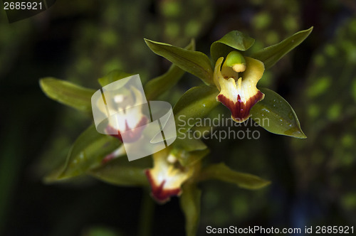 Image of Orchid