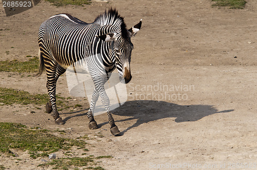 Image of Zebra