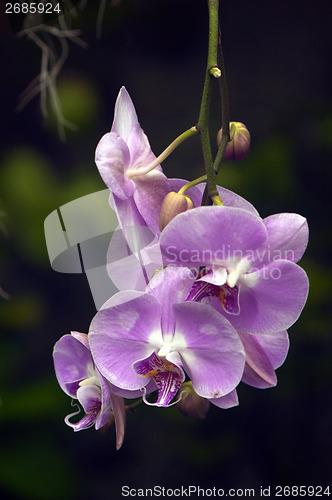 Image of Orchid