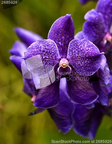 Image of Orchid