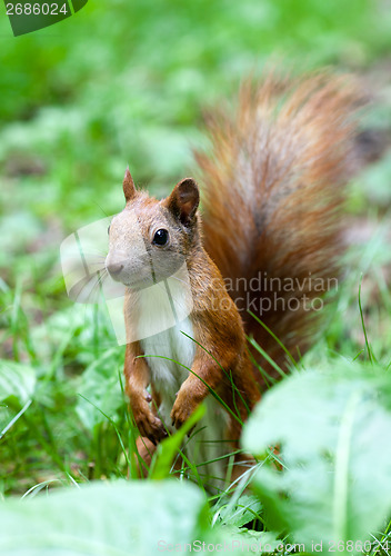 Image of Red squirrel