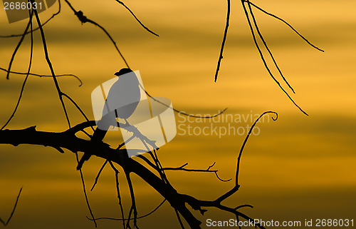 Image of Silhouette of a Bird