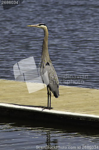 Image of Great Blue Heron standing on a dock