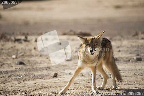 Image of Coyote in the desert