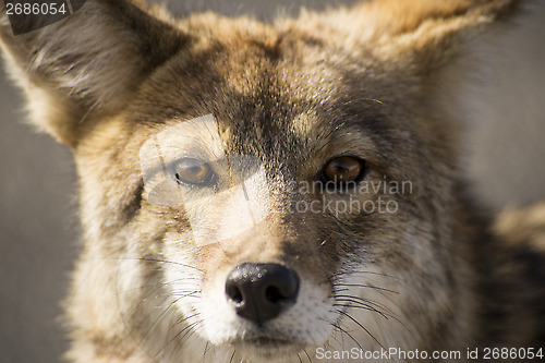 Image of Coyote in the desert