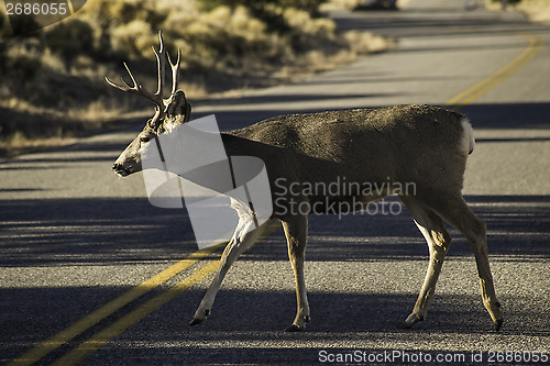 Image of Deer crossing the road