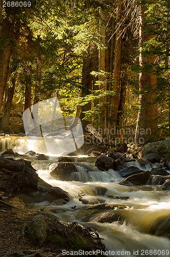 Image of Meandering stream in the forest