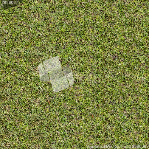 Image of Green Meadow Grass. Seamless Tileable Texture.