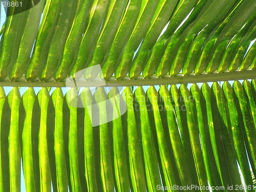 Image of Relaxing leaf