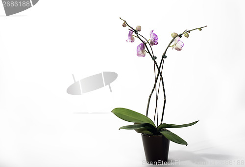 Image of Potted Orchid