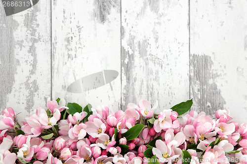 Image of Spring Flower Blossom