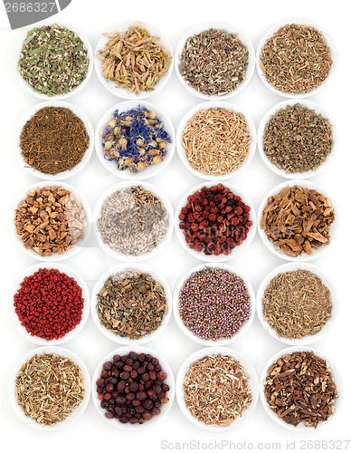 Image of Medicinal and Magical Herbs