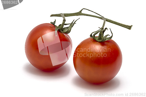 Image of Eco Tomatoes