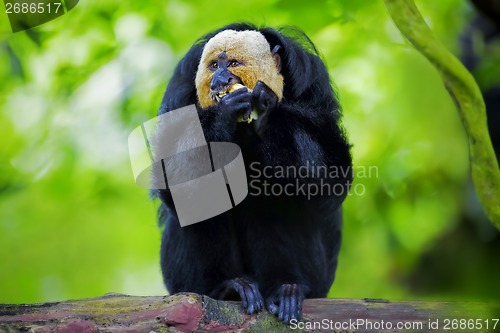 Image of White-faced Saki Monkey