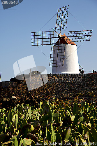 Image of cactus windmills   africa spain     sky 