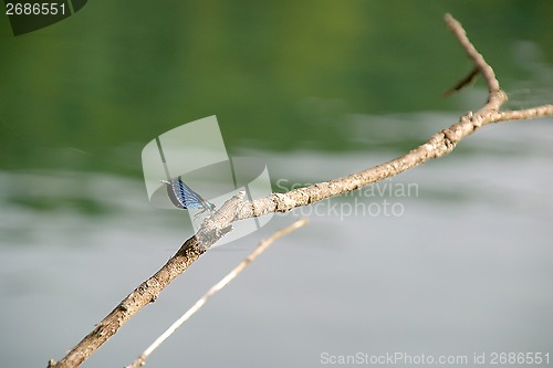 Image of Anisoptera dragonfly1