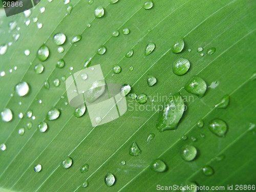 Image of Freshness organic background