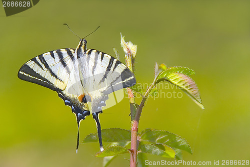 Image of Butterfly