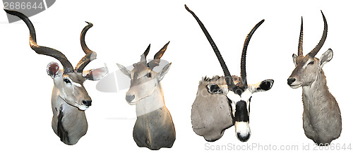Image of Stuffed antelopes
