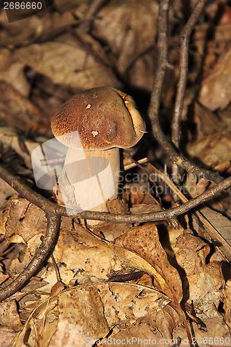 Image of Boletus