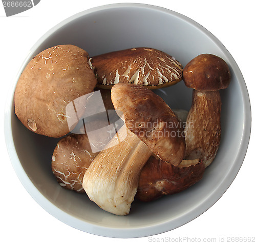 Image of Boletus3