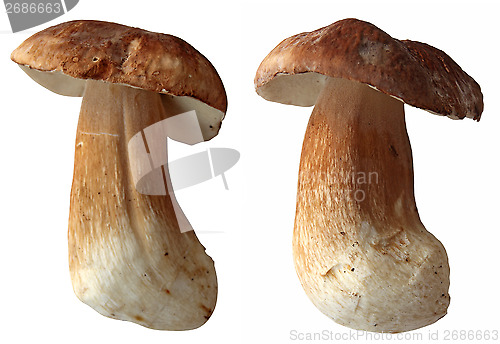 Image of Boletus4