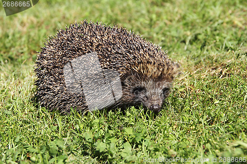 Image of Hedgehog2