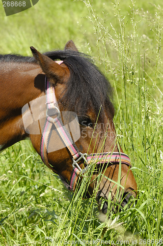 Image of Pony and green grass