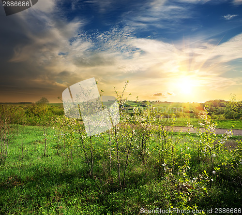 Image of Young trees