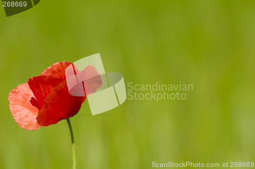 Image of Red poppy