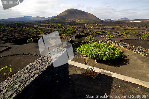 Image of cultivation home viticulture  lanzarote spain   geria vine screw