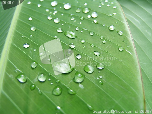 Image of Droplets on a green leaf