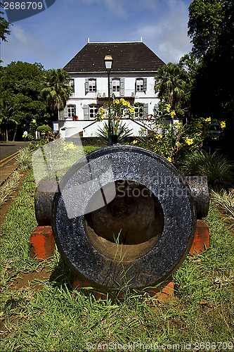 Image of mauritius  naval museum flower and bush