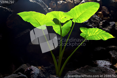 Image of in the light  abstract leaf and his veins background  