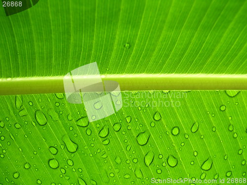 Image of Raindrops on a leaf