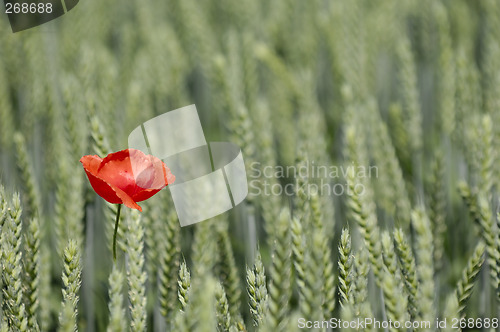 Image of poppy and corn filed