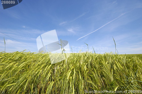 Image of Corn