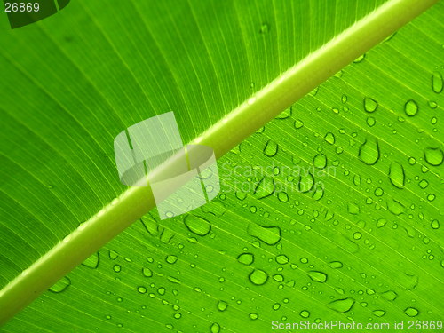 Image of Raindrops on a leaf