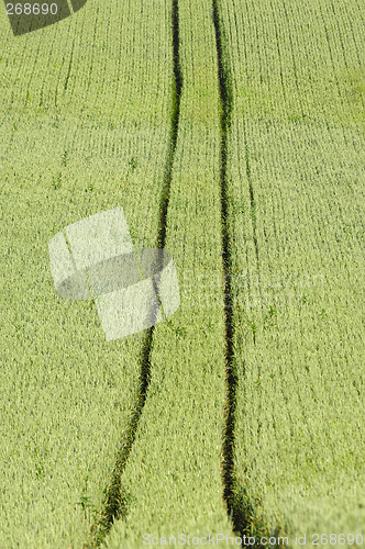 Image of Track and corn